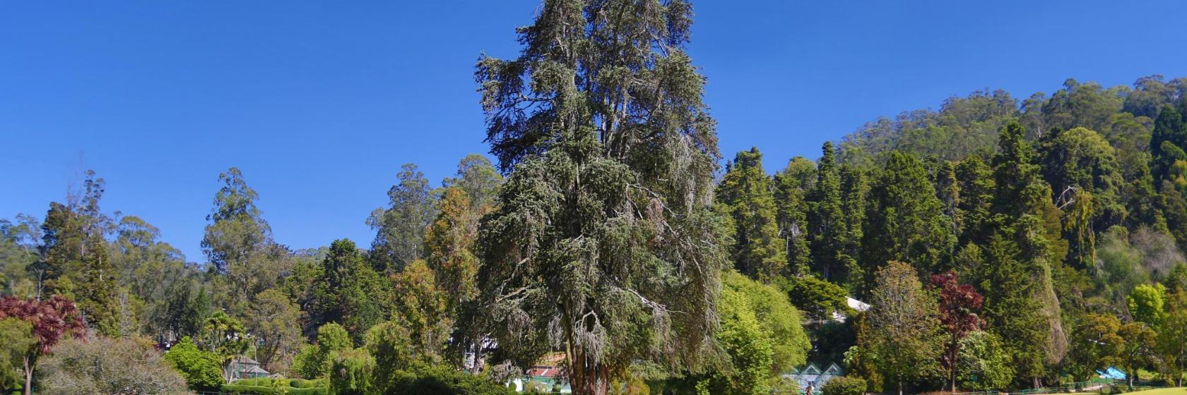 Government Botanical Garden